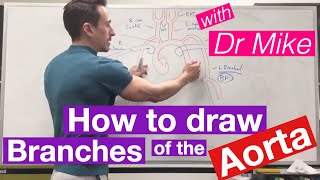 Aortic Branches  Cardiology [upl. by Alam]