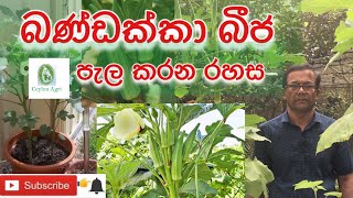 Okara බණ්ඩක්කා බීජ පැල කර ගන්න රහස Ceylon Agri Episode 23 [upl. by Lynnet]