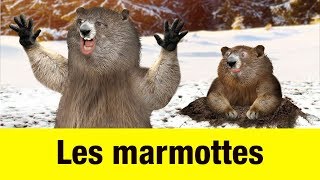 Les marmottes  Têtes à claques [upl. by Nelrac532]