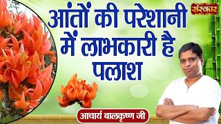 आंतों की परेशानी में लाभकारी है पलाश  Intestinal Upset  Acharya Balkrishna Ji  Sanskar TV [upl. by Naxor]