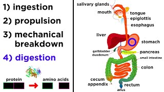 The Digestive System [upl. by Issej]