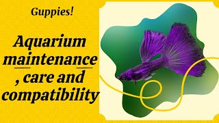 Guppies aquarium maintenance care and compatibility [upl. by Ilera]