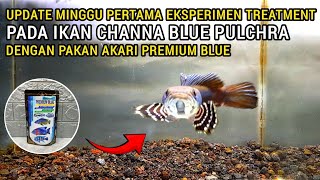 UPDATE IKAN CHANNA BLUE PULCHRA SETELAH 1 MINGGU EKSPERIMEN TREATMENT DENGAN AKARI PREMIUM BLUE [upl. by Llemart]