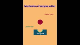 mechanism of Enzyme action enzyme action [upl. by Ennaj407]