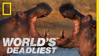 Hippo vs Hippo  Worlds Deadliest [upl. by Hakaber]