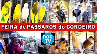 Feira de Pássaros e Gaiolas do Cordeiro passaros criarpassaros feiralivre [upl. by Maupin]