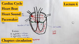 Cardiac Cycle complete explanation  Chapter Circulation  Video  4 [upl. by Inahpets815]