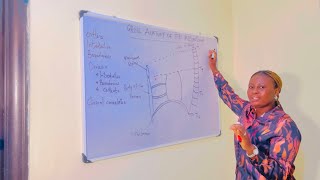 MEDIASTINUM  ANATOMY  BOUNDARIES  CONTENT  MEDIASTINAL SYNDROME [upl. by Yhtrod]