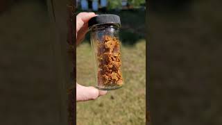 Honey Bee Propolis Natures Healing Tinture Propolis NaturalRemedies DIY diycrafts [upl. by Sekyere]