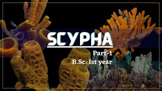 Porifera  Scypha part1  Zoology [upl. by Dachi]