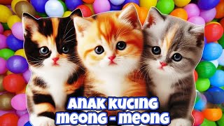 ANAK KUCING MEONGMEONG IBU KUCINGMEONGMEONG  anak kucing lucu  anak kucing lucu anakkucinglucu [upl. by Iline]