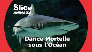 Requins  Stratégie et Chasse en Haute Mer I SLICE ANIMAUX [upl. by Aicnarf]