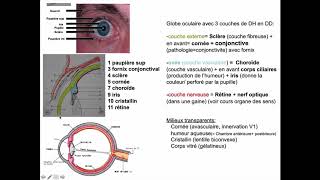 Cavité orbitaire  limites osseuses globe et annexes [upl. by Blakely211]