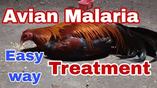 Avian Malaria treatment [upl. by Llednohs]