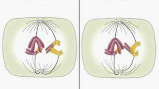 Translocation and meiosis [upl. by Rephotsirhc653]