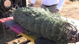 Live Fraser Fir Christmas Trees  The Process From the Farm to your Home in One Week [upl. by Nalac]