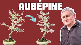 Aubépine en Bonsaï 🌱 NEJIKAN BONSAI 🌱 [upl. by Ormsby]