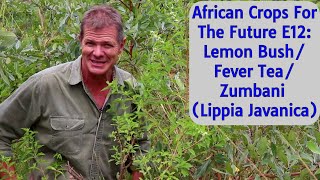 African Crops For The Future E12 Lemon BushFever TeaZumbani Lippia javanica [upl. by Fabri]