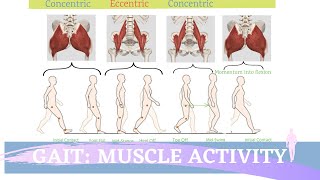 Gait Muscular Activity amp Action [upl. by Atwood168]