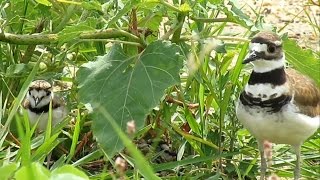 A Killdeer with 2 Chicks on Governors Island [upl. by Perle]