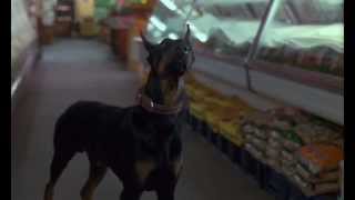 Dobermans in movie  25  Доберманы в кино [upl. by Honniball]