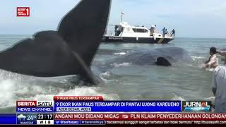 9 Ekor Paus Terdampar di Pantai Ujong Kareueng [upl. by Hajed]