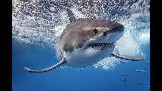 GREAT WHITE SHARKS OF GUADALUPE  SET 18 4K [upl. by Aieki]