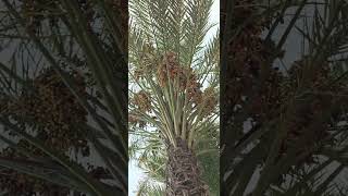 datestree fooddubai ytshort trendingnatural [upl. by Oria359]