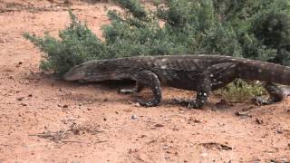 Perentie Varanus giganteus at Alice Springs Sewage Ponds [upl. by Allicirp88]