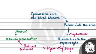 Identify the correct sequence of stages of life cycle of Plasmodium in human body 1 Sporozoit [upl. by Myranda]