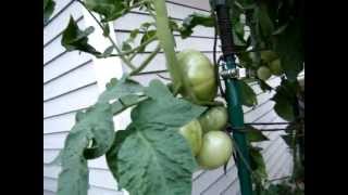 Organic Container Vegetable Garden Update 9712 [upl. by Donavon]