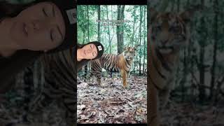 the javan tiger alive or extinct [upl. by Johannah]