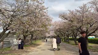 OSAKA CASTLE JAPAN [upl. by Carper]