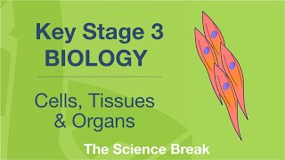 Key Stage 3 Biology  Cells Tissues and Organs [upl. by Bjork]