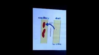 Homeostasis Water Balance and the Kidneys [upl. by Nwahsid899]