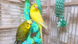 Help Lonely Budgies to Chirp Nature Parakeets Bird Sound 12 Hr [upl. by Amalia]