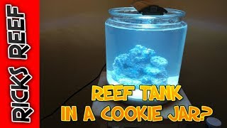 HOW TO REEF TANK IN A COOKIE JAR  DAY 1 [upl. by Lasala360]