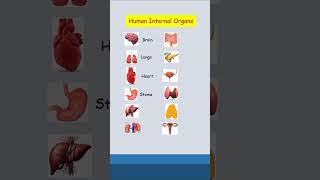 Internal organs of human body bodyparts humanbody internalorgans [upl. by Elohcim]