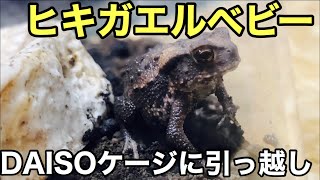 ヒキガエルベビーDAISOのケージに引っ越し【両生類】飼育環境 [upl. by Nananne]