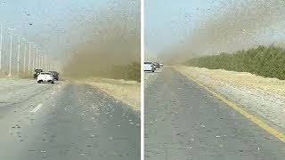 Car Drives Through Huge Grasshopper Swarm [upl. by Brigitte28]