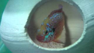 jewel cichlid laying eggs [upl. by Leesa]