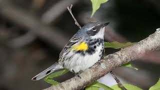 Myrtle Warbler Song Video Bird Songs Eastern North AmericaYellowrumped Warbler Nature Sounds [upl. by Yknip]