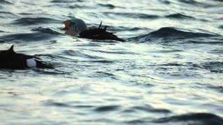 Winter birdlife in Batsfjord Harbour Varanger Peninsulampg [upl. by Oilime]