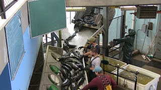 Salmon River Hatchery  Eggtake amp Fertilization Process [upl. by Savil]