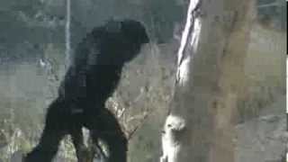 Siamang Monkey Walking Like Human [upl. by Sixel]