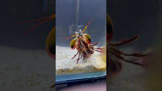 Giant MANTIS SHRIMP VS Crabs EPIC 1v1 [upl. by Orabelle]