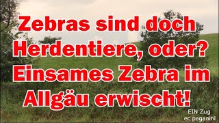 Zebras sind doch Herdentiere oder Einsames Zebra allein im Allgäu gesichtet also die LOMO 2019 [upl. by Bannister893]