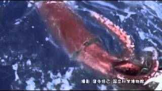 Raw First Ever Video of Giant Squid in Deep Sea [upl. by Hcir]