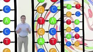 Las enzimas que intervienen en la replicación del ADN [upl. by Nahsab]