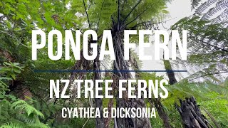 FERNS Tree Ferns PONGA  Cyathea and Dicksonia All you need to know before you grow New Zealand [upl. by Aenej668]